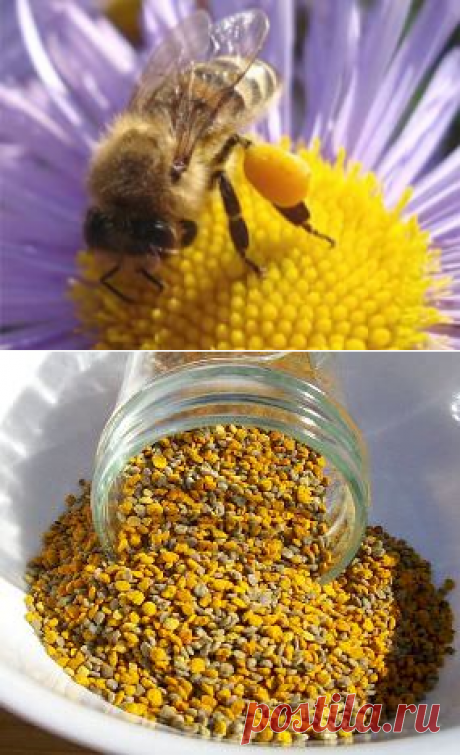Цветочная пыльца — свойства и применение цветочной пыльцы