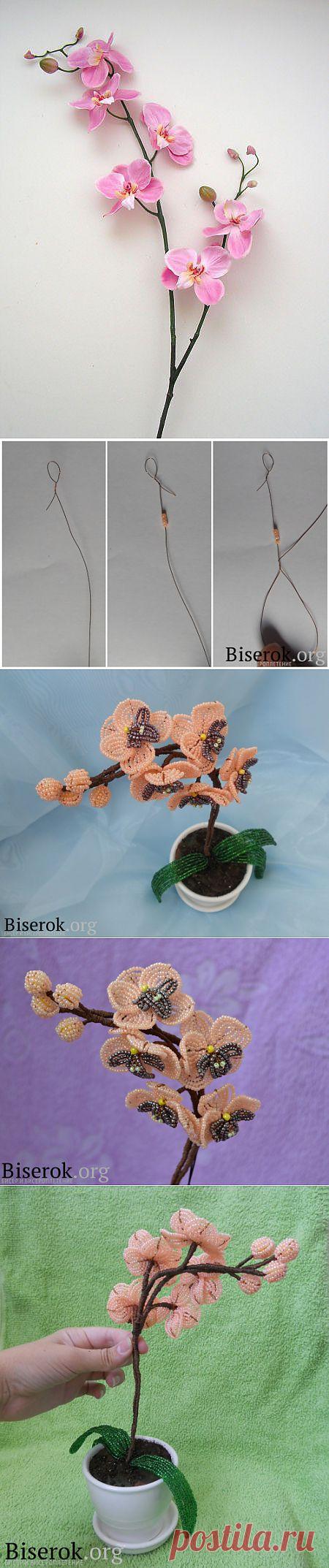 "Orchid Bead" Орхидея из бисера / Цветы / Biserok.org