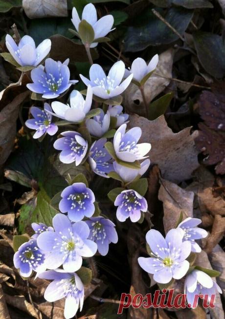 Самые невероятные растения планеты