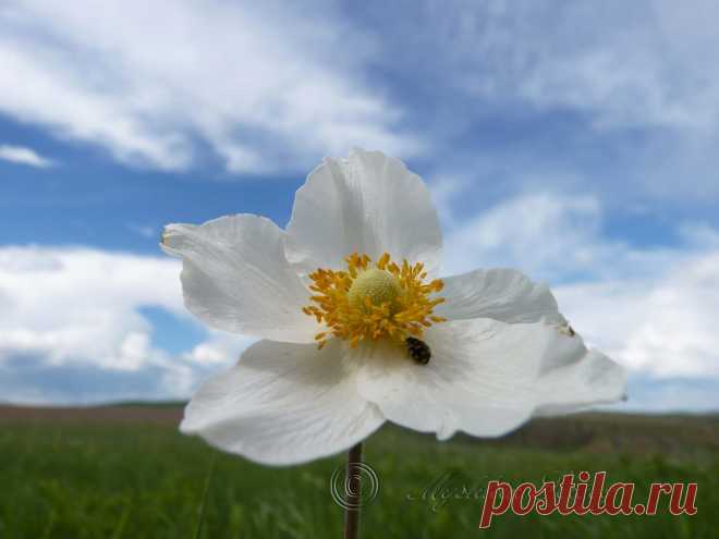 полевые цветы забайкалья 2013г.