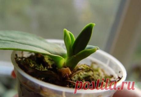 Размножение орхидей в домашних условиях - LadySpecial.ru