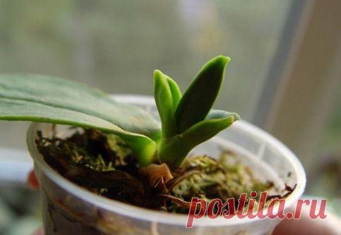 Размножение орхидей в домашних условиях - LadySpecial.ru