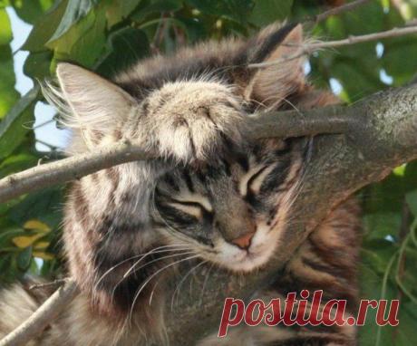 Котомания