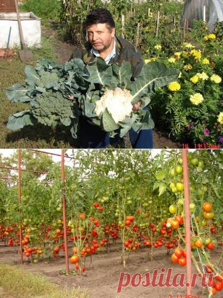 Могут ли томаты не бояться холода? Закаленные томаты Владимира Anderson