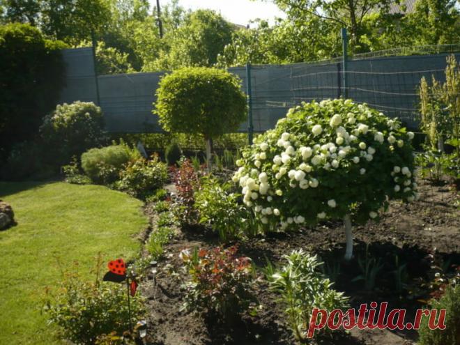 Калина Бульденеж: описание, посадка, уход и размножение | Сад и огород | Яндекс Дзен