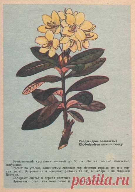 Рододендрон золотистый