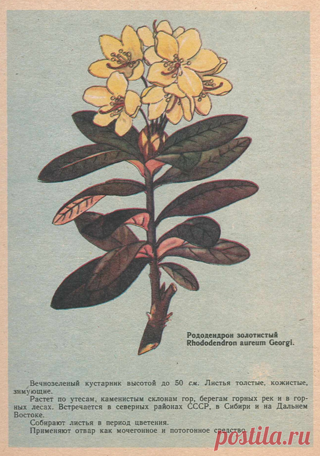 Рододендрон золотистый