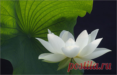 Artline : Feel The Creation!: Lotus