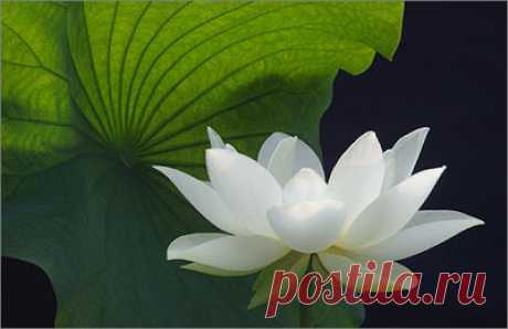 Artline : Feel The Creation!: Lotus