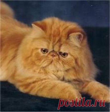 Три истории про кота