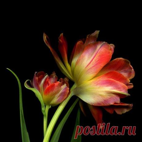 Чарующие цветы от фотографа Магды Индиго