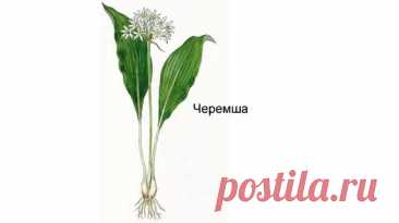 Семена растения нуждаются в подготовке. Их помещают в емкость с влажным песком и оставляют промораживаться при температуре -1 °С ... -3 °С примерно на 3 месяца. Если этого не сделать, то ростки... посадка черемши семенами в открытый грунт