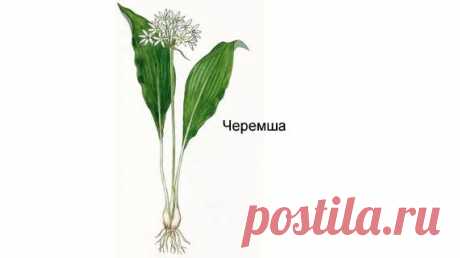 Семена растения нуждаются в подготовке. Их помещают в емкость с влажным песком и оставляют промораживаться при температуре -1 °С ... -3 °С примерно на 3 месяца. Если этого не сделать, то ростки... посадка черемши семенами в открытый грунт