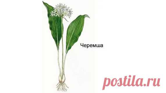 Семена растения нуждаются в подготовке. Их помещают в емкость с влажным песком и оставляют промораживаться при температуре -1 °С ... -3 °С примерно на 3 месяца. Если этого не сделать, то ростки... посадка черемши семенами в открытый грунт https://postila.ru/post/80849246