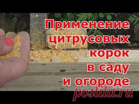 Применение цитрусовых корок в саду и огороде. Как правильно насушить корок от апельсинов, мандаринов