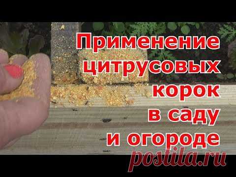 Применение цитрусовых корок в саду и огороде. Как правильно насушить корок от апельсинов, мандаринов