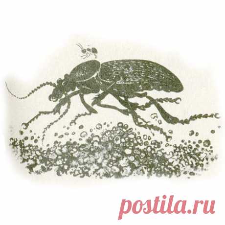 ПРИКЛЮЧЕНИЯ МУРАВЬИШКИ