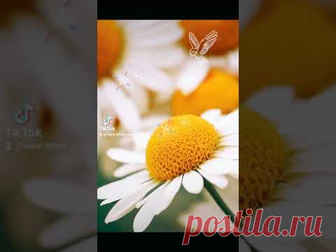 МАЛЕНЬКОЕ СОЛНЦЕ НА МОЕЙ ЛАДОШКЕ, БЕЛАЯ РОМАШКА НА ЗЕЛЁНОЙ НОЖКЕ... #чудесноговсемутра