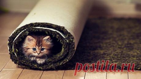 Чтобы кромки ковра не загибались и не трепались.
Чтобы кромки ковра, лежащего на полу, не загибались и не трепались, возьмите клей БФ-6 и с обратной стороны ковра по всему периметру приклейте тесьму шириной 20 мм. Эта нехитрая операция намного продлит жизнь вашему ковру.