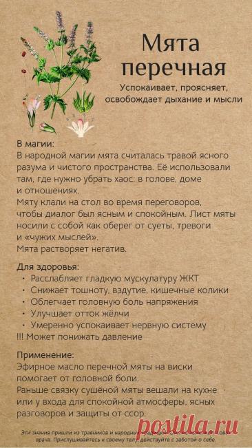 Мята перечная для здоровья и в магии