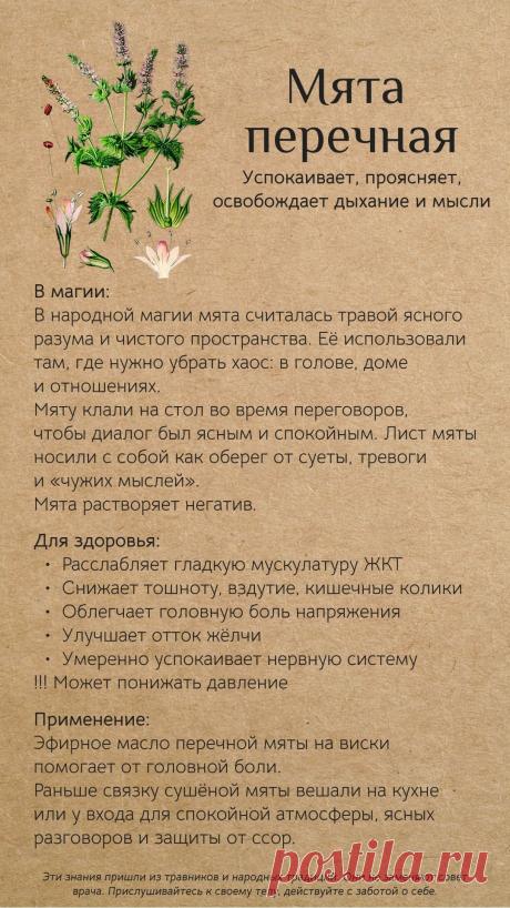 Мята перечная для здоровья и в магии