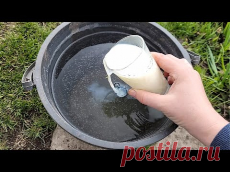 Смородина завалит урожаем, всего 1 стакан, народный рецепт для крупной ягоды и от всех болезней