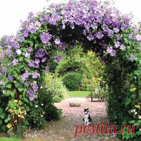 Перголы и арки: изящный декор сада