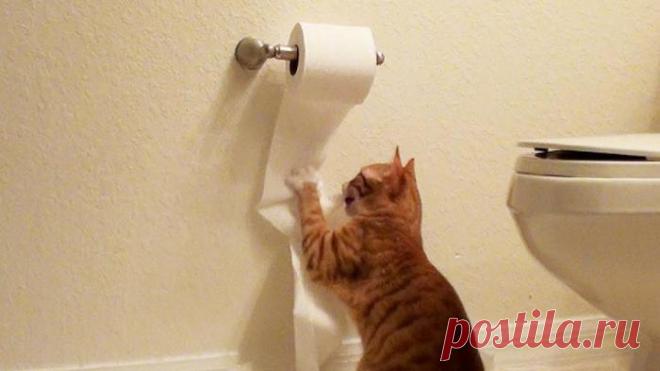 Почему животные идут за вами в ванную?