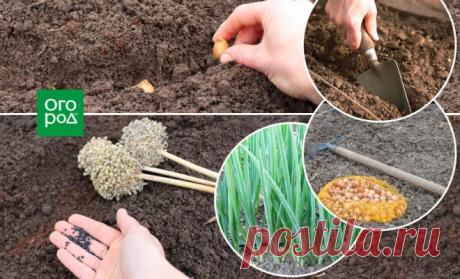 Посадка лука под зиму – оптимальные сроки и подходящие сорта | На грядке (Огород.ru)