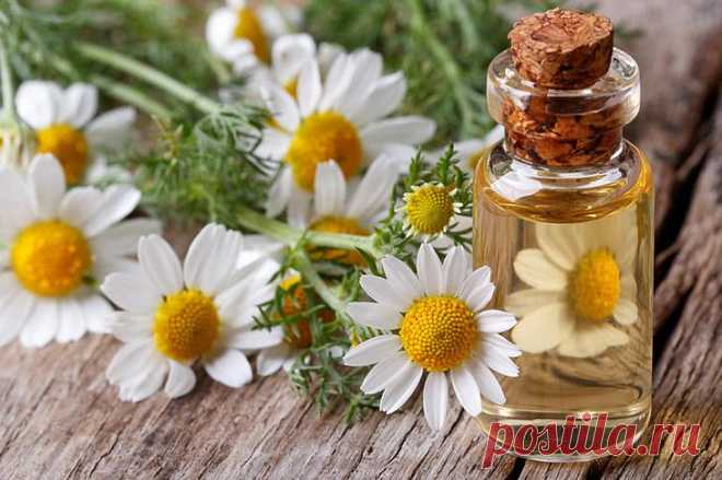 Настой ромашки польза и вред
