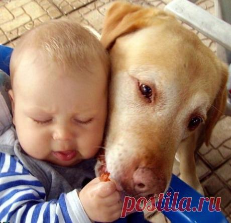 Собаки няни-фото