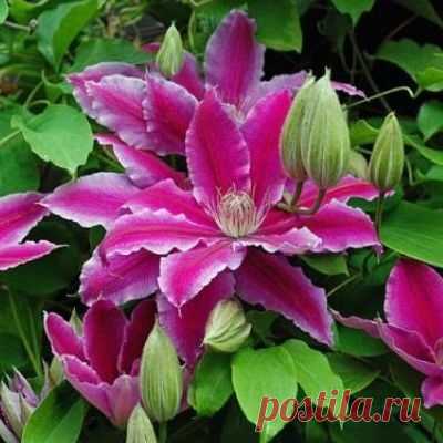 Заблуждения и реальность при выращивании клематисов