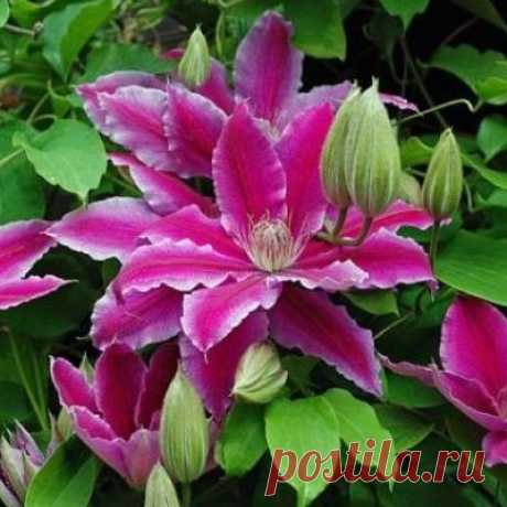 Заблуждения и реальность при выращивании клематисов