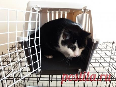 Слепой кот жил в железной клетке, потому что другие кошки его били и забирали еду... 
Вот и моя история.
Дома с родителями остался кот. После переезда в Петербург я очень по нему скучал. И в один день увидел пост от группы приюта для кошек, в котором говорилось о слепом коте. После см…