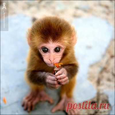 Прикольная обезьянка смотрит большими глазами, фото приколы животные