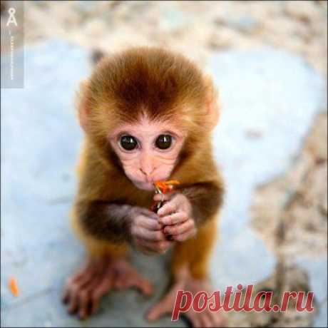 Прикольная обезьянка смотрит большими глазами, фото приколы животные