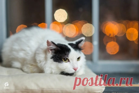 Мария Босомыкина https://vk.com/id14507969 

Арсений был обнаружен в одном из дворов в плачевном состоянии, он уже не ждал и не просил помощи, просто сидел собравшись в комок, не обращая внимания даже на дождь. Но помощь пришла, как оказалось, в последний момент: на одной из лап была обнаружена гематома, которая могла в любой момент привести к печальному финалу. Но Арсений стойко выдержал все испытания, проявил терпение и выдержку во время лечения. Постепенно научился дове...