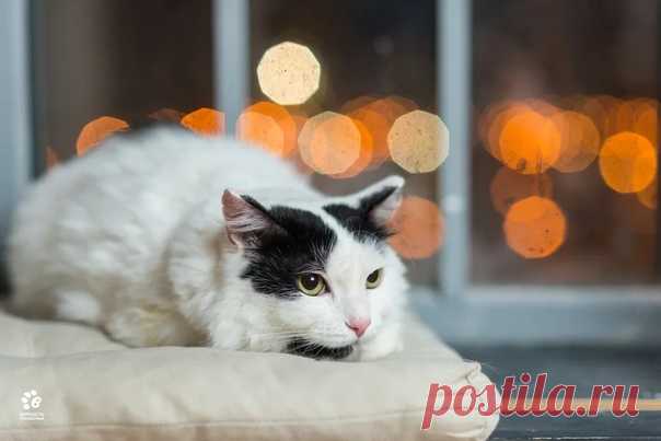 Мария Босомыкина https://vk.com/id14507969 

Арсений был обнаружен в одном из дворов в плачевном состоянии, он уже не ждал и не просил помощи, просто сидел собравшись в комок, не обращая внимания даже на дождь. Но помощь пришла, как оказалось, в последний момент: на одной из лап была обнаружена гематома, которая могла в любой момент привести к печальному финалу. Но Арсений стойко выдержал все испытания, проявил терпение и выдержку во время лечения. Постепенно научился дове...