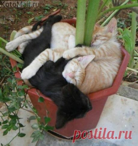 Хозяйка, ему ведь холодно!