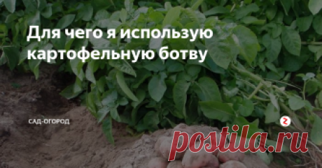 Для чего я использую картофельную ботву Расскажу вам о том, куда девать обычную ботву чтобы извлечь из этого пользу...