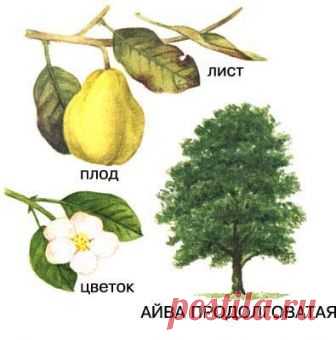 Айва (фрукт) – полезные свойства и применение айвы, рецепты айвы, как приготовить айву, Айва японская, китайская