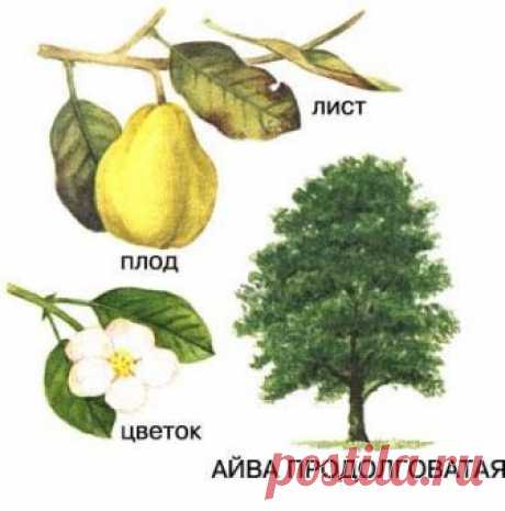 Айва (фрукт) – полезные свойства и применение айвы, рецепты айвы, как приготовить айву, Айва японская, китайская