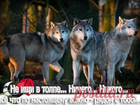 Одноклассники