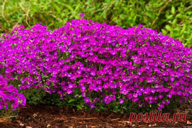 Обриета (аубреция): посадка и уход в открытом грунте, виды и сорта с фото