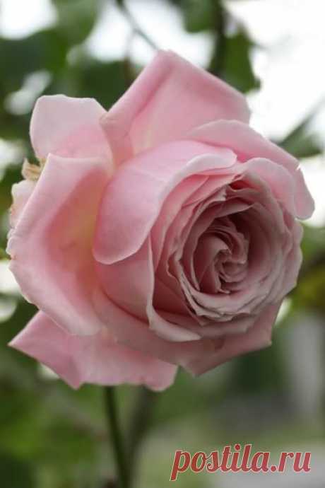 ~Rosa 'Frederic Mistral' (France, before 1994)  |  Pinterest: инструмент для поиска и хранения интересных идей