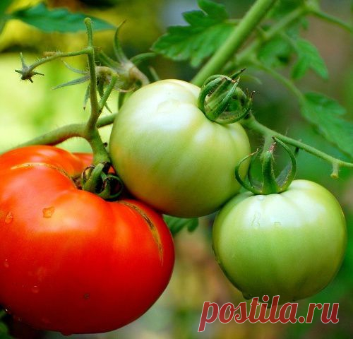 Пять ошибок, которые мешают хорошему урожаю томатов