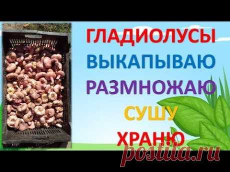 КОГДА ВЫКАПЫВАТЬ ГЛАДИОЛУСЫ. КАК СУШИТЬ. КАК ХРАНИТЬ.