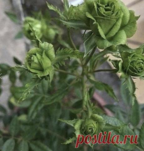 Зеленая роза, а вы когда-нибудь видели такую?