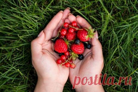 Кардиолог Молчанова: малина и крыжовник снижают риск образования тромбов и улучшают работу сосудов - Домашняя аптечка