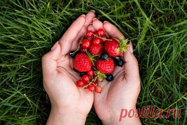 Кардиолог Молчанова: малина и крыжовник снижают риск образования тромбов и улучшают работу сосудов - Домашняя аптечка